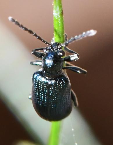 Oulema gallaeciana